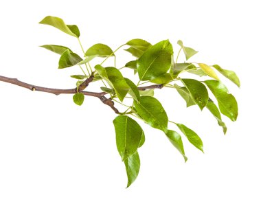 Armut ağacı dalı ile izole üzerinde beyaz arka plan bırakır