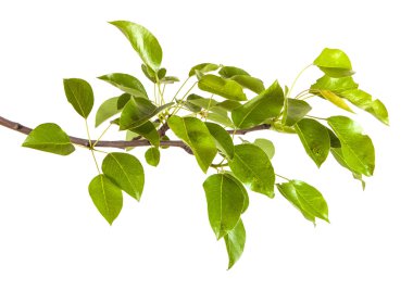 Armut ağacı dalı ile izole üzerinde beyaz arka plan bırakır