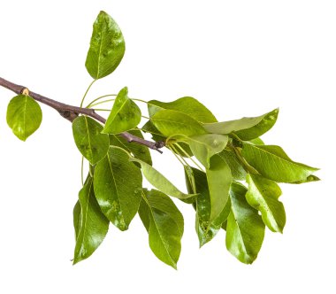 Armut ağacı dalı ile izole üzerinde beyaz arka plan bırakır