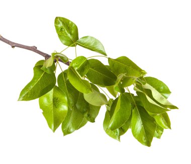 Armut ağacı dalı ile izole üzerinde beyaz arka plan bırakır