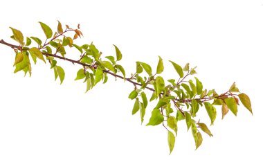 Beyaz arka plan üzerinde izole kayısı ağacı dalı