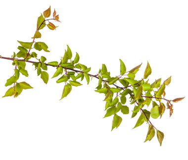 Beyaz arka plan üzerinde izole kayısı ağacı dalı