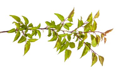 Beyaz arka plan üzerinde izole kayısı ağacı dalı