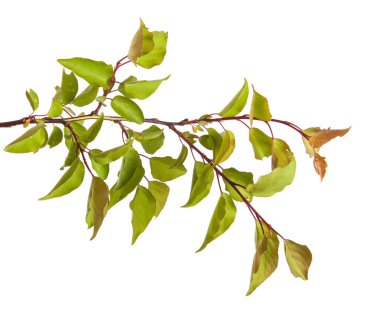 Beyaz arka plan üzerinde izole kayısı ağacı dalı