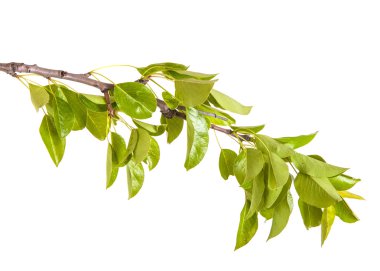 Armut ağacı dalı ile izole üzerinde beyaz arka plan bırakır