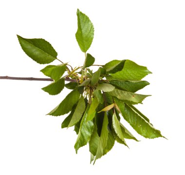 Beyaz arka plan üzerinde izole kiraz ağacı dalı