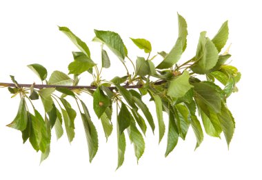 Beyaz arka plan üzerinde izole kiraz ağacı dalı