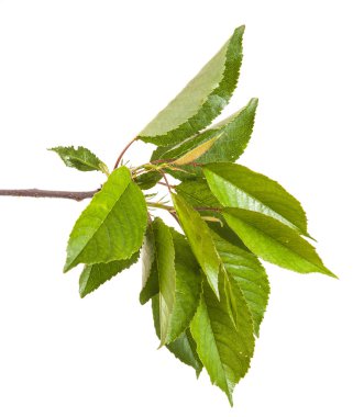 Beyaz arka plan üzerinde izole kiraz ağacı dalı