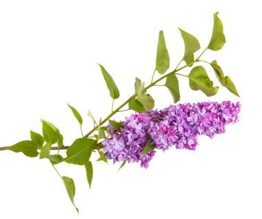 Çiçekli leylak dalı. beyaz arkaplanda izole