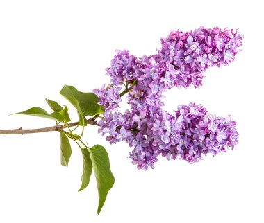 Çiçekli leylak dalı. beyaz arkaplanda izole