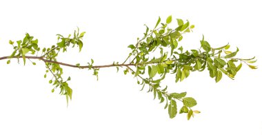 plum-tree branch with green leaves and berries. Isolated on whit clipart