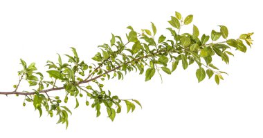 yeşil yaprakları ve meyveleri ile erik ağacı dalı. Whit üzerinde izole