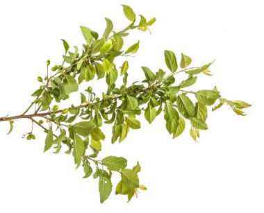 yeşil yaprakları ve meyveleri ile erik ağacı dalı. Whit üzerinde izole