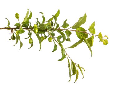 yeşil yaprakları ve meyveleri ile erik ağacı dalı. Whit üzerinde izole