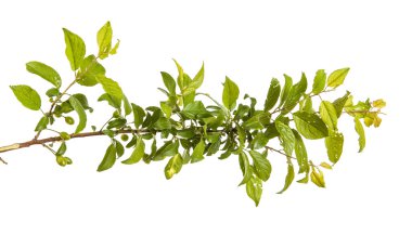 yeşil yaprakları ve meyveleri ile erik ağacı dalı. Whit üzerinde izole