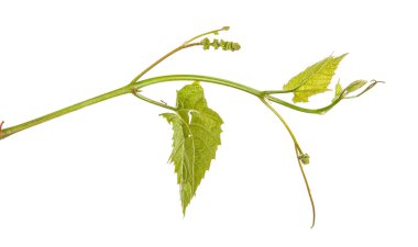 Genç asma üzüm. Beyaz arka plan üzerinde izole