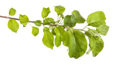 yeşil yaprakları ile elma ağacı dalı. Beyaz adam izole