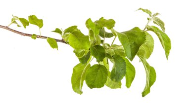 yeşil yaprakları ile elma ağacı dalı. Beyaz adam izole