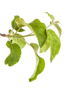 yeşil yaprakları ile elma ağacı dalı. Beyaz adam izole