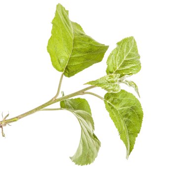 yeşil yaprakları ile elma ağacı dalı. Beyaz adam izole