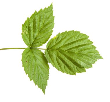 Yeşil Ahududu yaprakları. Beyaz arka plan üzerinde izole