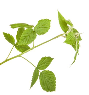 Yeşil Ahududu yaprakları. Beyaz arka plan üzerinde izole