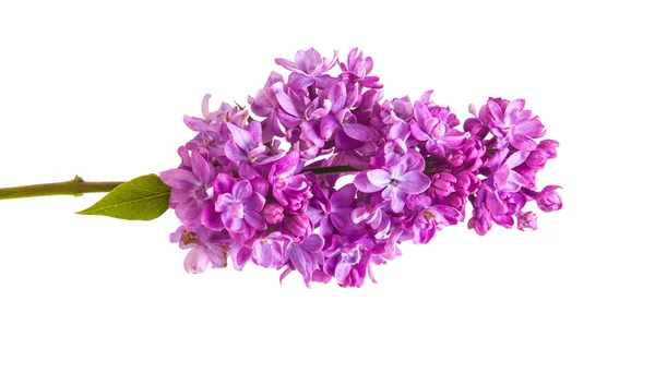 Rama floreciente de lila. aislado sobre fondo blanco — Foto de Stock