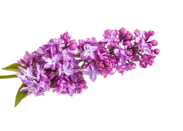 Branche florissante de lilas. isolé sur fond blanc — Photo