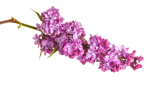 Ramo florido de lilás. isolado em fundo branco — Fotografia de Stock