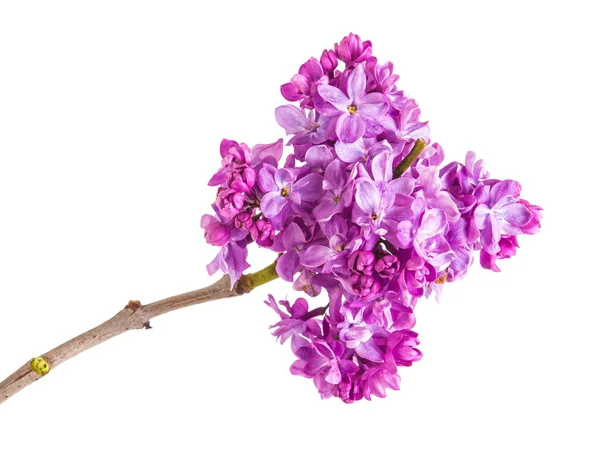 Branche florissante de lilas. isolé sur fond blanc — Photo