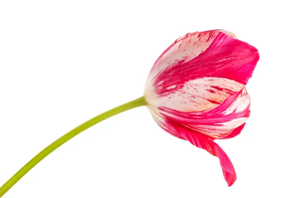 Red tulip with white veins. isolated on white background — Stock Photo, Image