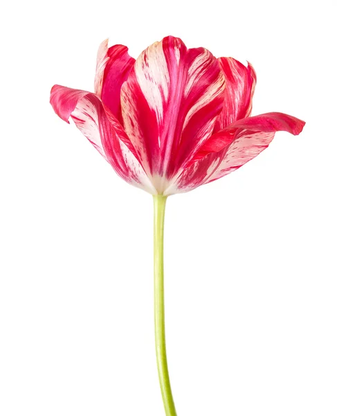 Red tulip with white veins. isolated on white background — Stock Photo, Image