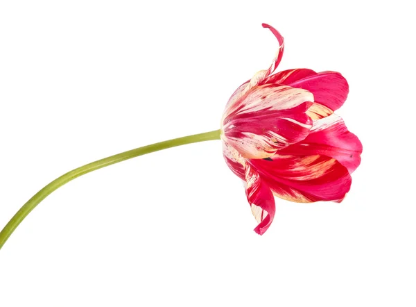 Красный тюльпан с белыми венами. изолированные на белом фоне — стоковое фото