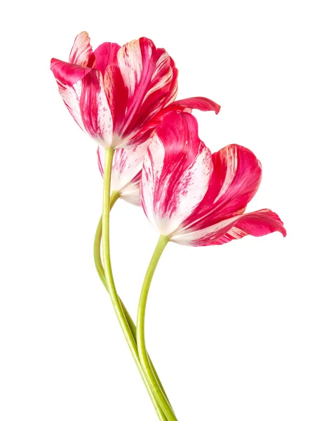 Bouquet from three red tulips with white veins. Isolated on whit — Stock Photo, Image
