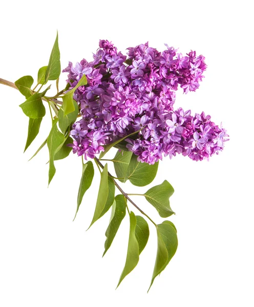 紫花ライラックの枝。白い背景に分離 — ストック写真