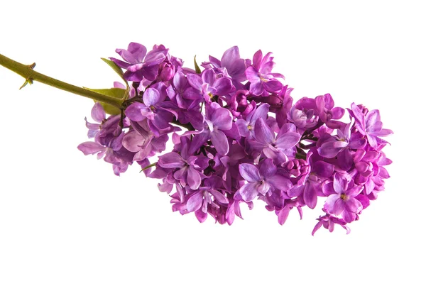 Rama de florecimiento lila púrpura. Aislado sobre fondo blanco — Foto de Stock