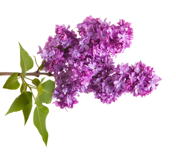 Mor çiçek leylak dalı. Beyaz arka plan üzerinde izole