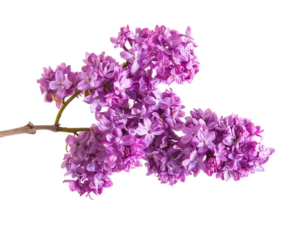 Branche de lilas pourpre en fleurs. Isolé sur fond blanc — Photo