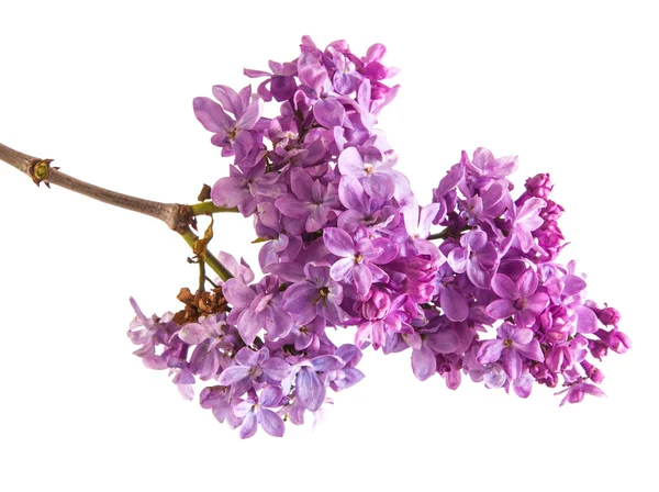 Ветвь цветущей пурпурной сирени. Изолированный на белом фоне — стоковое фото