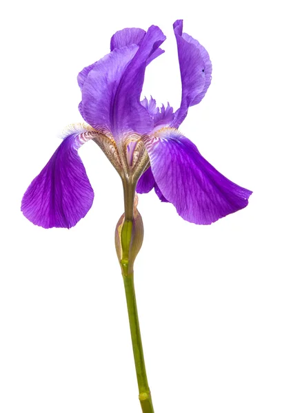 花紫色鸢尾。白色背景上孤立 — 图库照片