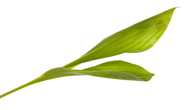 Lily leaves. isolated on white background — Stock Photo, Image