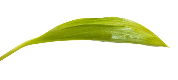 Lilia liści. na białym tle — Zdjęcie stockowe