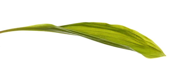 Lily leaves. isolated on white background — Stock Photo, Image