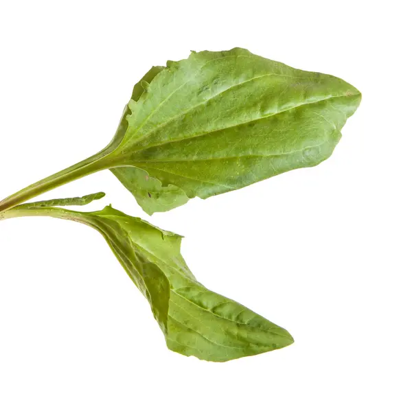 그린은 질경이의 잎. 흰색 배경에 고립 — 스톡 사진