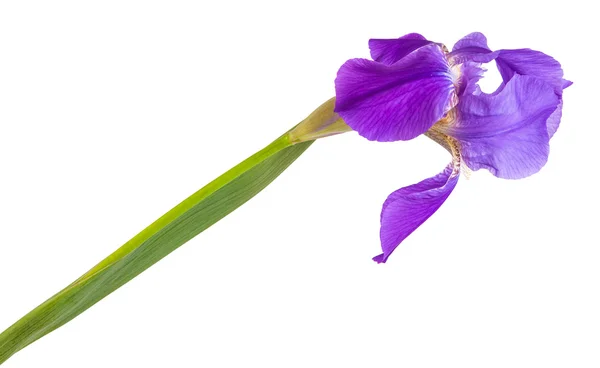 花紫色鸢尾。白色背景上孤立 — 图库照片