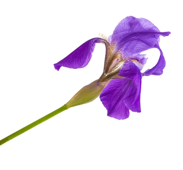 Flower purple iris. Isolated on white background — Stock Photo, Image