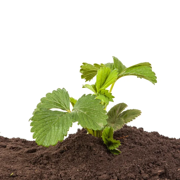 Cespuglio di fragola in terreno isolato su sfondo bianco — Foto Stock