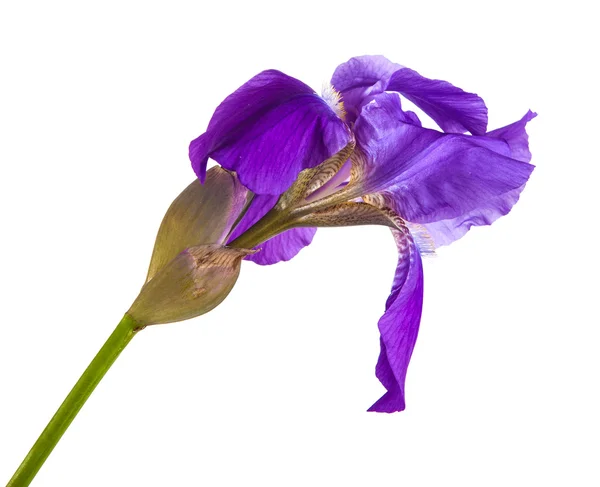 Flor de iris púrpura. aislamiento no es un fondo blanco — Foto de Stock