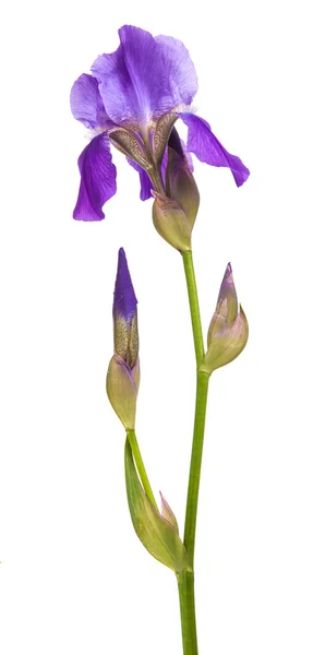 Květ fialový iris. izolace není na bílém pozadí — Stock fotografie