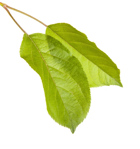 One apple leaf isolated on white background — Stock Photo, Image